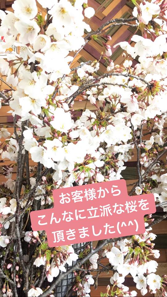 桜