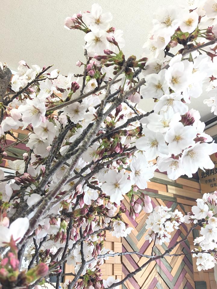 桜