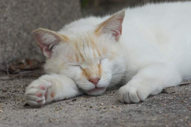 ねこ